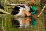 Mallard